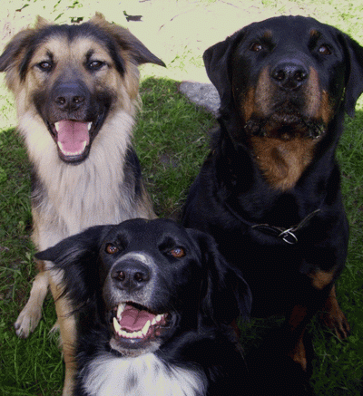 Zeus, Milo und Merlin